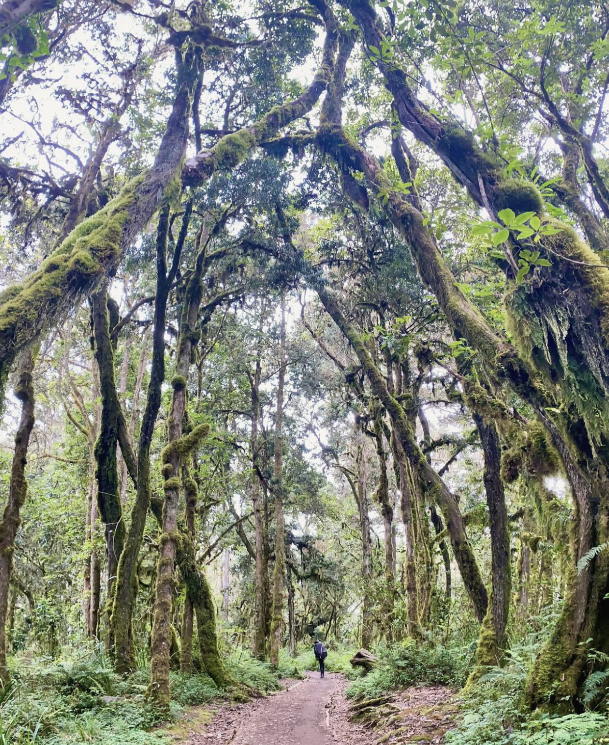 KILIMANJARO MARANGU HIKING DAY TRIP 